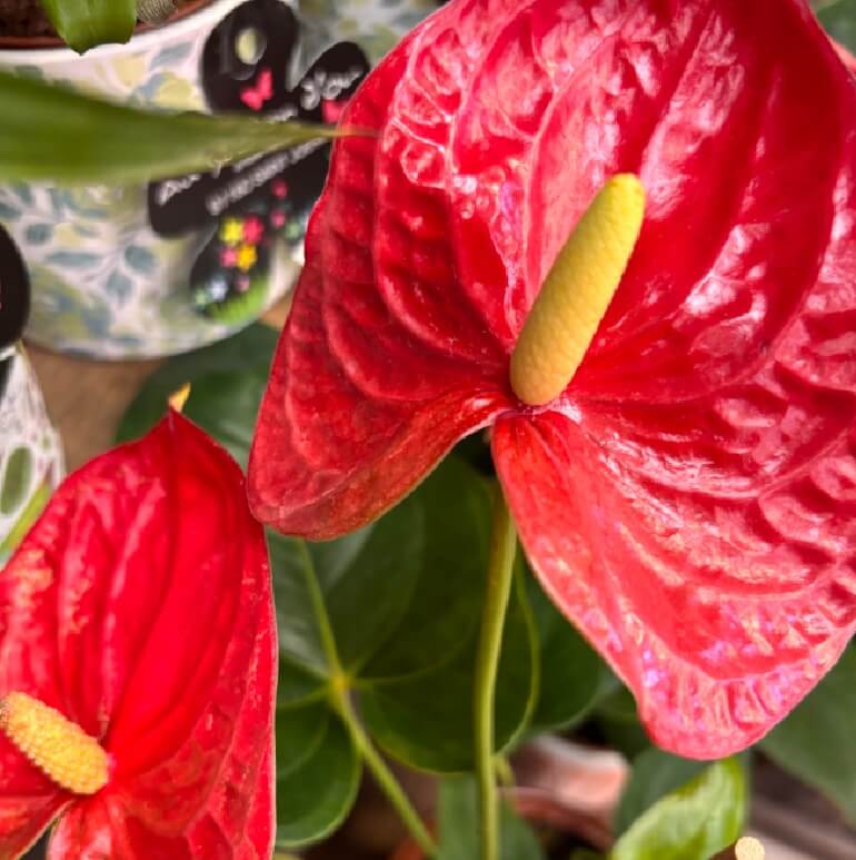 anthurium rouge