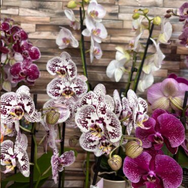 orchidée